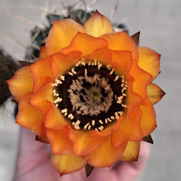 Lobivia jajoiana Hybr. - Blüte orange mit magenta Schlund