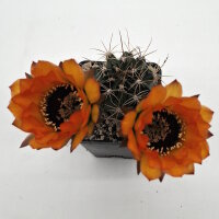 Lobivia jajoiana Hybr. - Blüte orange mit magenta...