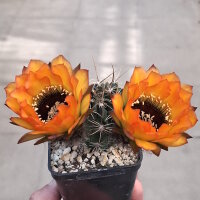 Lobivia jajoiana Hybr. - Blüte orange mit magenta Schlund