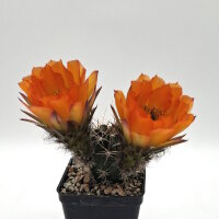 Lobivia jajoiana Hybr. - Blüte orange mit magenta Schlund