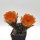 Lobivia jajoiana Hybr. - Blüte orange mit magenta Schlund