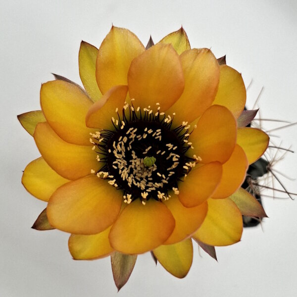 Lobivia jajoiana Hybr. - Blüte gelb orange mit magenta Schlund