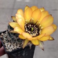 Lobivia jajoiana Hybr. - Blüte gelb orange mit magenta Schlund
