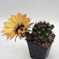 Lobivia jajoiana Hybr. - Blüte gelb orange mit magenta Schlund
