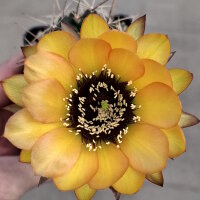 Lobivia jajoiana Hybr. - Blüte gelb orange mit magenta Schlund