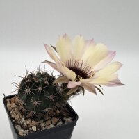 Lobivia jajoiana Hybr. - Blüte hellgelb mit zartrosa...