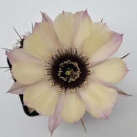 Lobivia jajoiana Hybr. - Blüte hellgelb mit zartrosa...