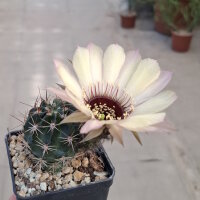 Lobivia jajoiana Hybr. - Blüte hellgelb mit zartrosa Umrandung und magenta Schlund