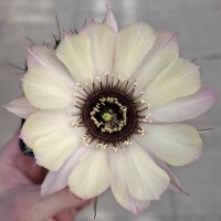 Lobivia jajoiana Hybr. - Blüte hellgelb mit zartrosa Umrandung und magenta Schlund