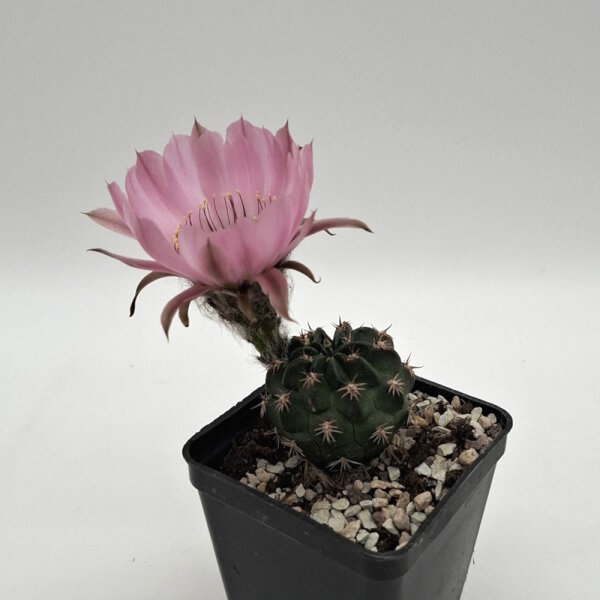 Lobivia jajoiana Hybr. - Blüte rosa mit magenta Schlund
