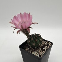 Lobivia jajoiana Hybr. - Blüte rosa mit magenta Schlund