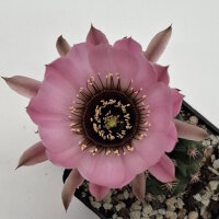 Lobivia jajoiana Hybr. - Blüte rosa mit magenta Schlund