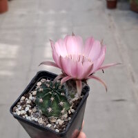 Lobivia jajoiana Hybr. - Blüte rosa mit magenta Schlund