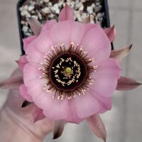 Lobivia jajoiana Hybr. - Blüte rosa mit magenta Schlund