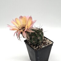 Lobivia jajoiana Hybr. - Blüte gelb rosa mit magenta...