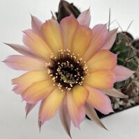 Lobivia jajoiana Hybr. - Blüte gelb rosa mit magenta...