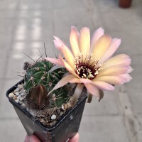 Lobivia jajoiana Hybr. - Blüte gelb rosa mit magenta Schlund