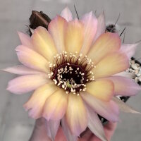 Lobivia jajoiana Hybr. - Blüte gelb rosa mit magenta Schlund