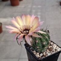 Lobivia jajoiana Hybr. - Blüte gelb rosa mit magenta Schlund