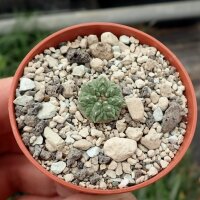 Aztekium ritteri f. intercostatum, wurzelecht! CITES