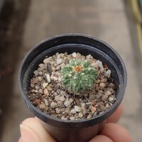 Aztekium ritteri f. intercostatum, wurzelecht! CITES