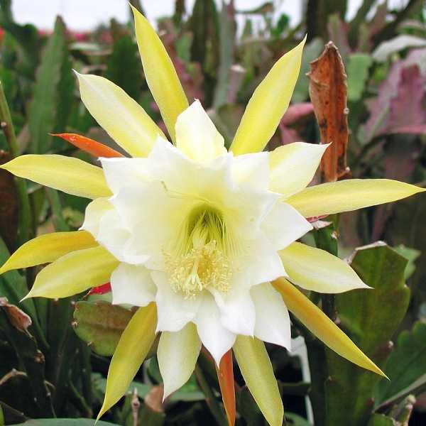 Blattkaktus Blüte