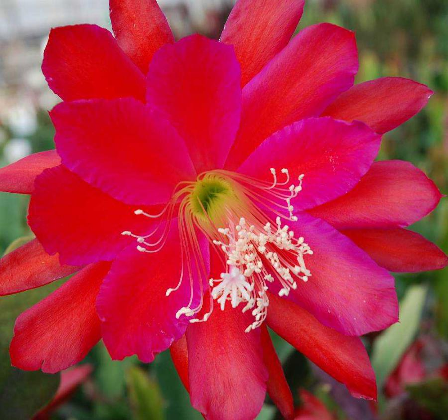 Blattkaktus Blüte