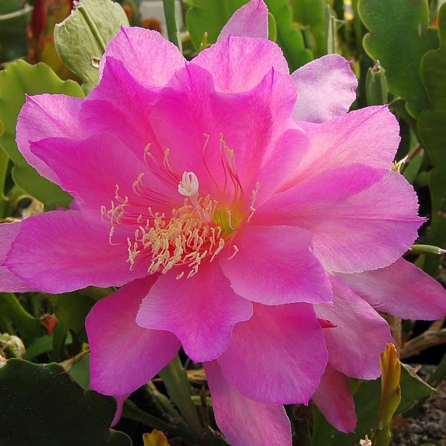 Blattkaktus Blüte