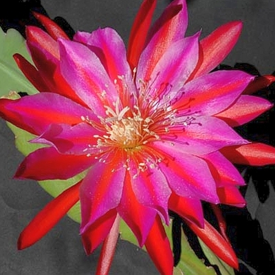 Blattkaktus Blüte
