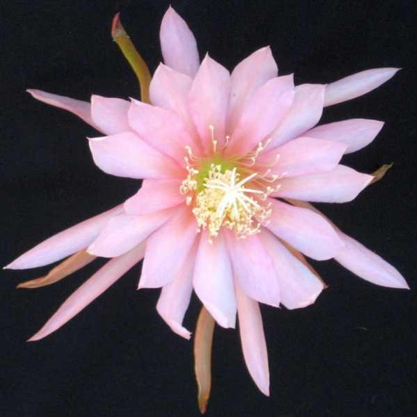 Blattkaktus Blüte