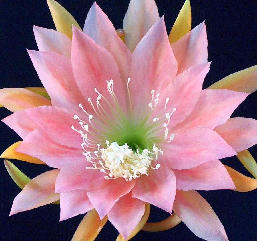 Blattkaktus Blüte