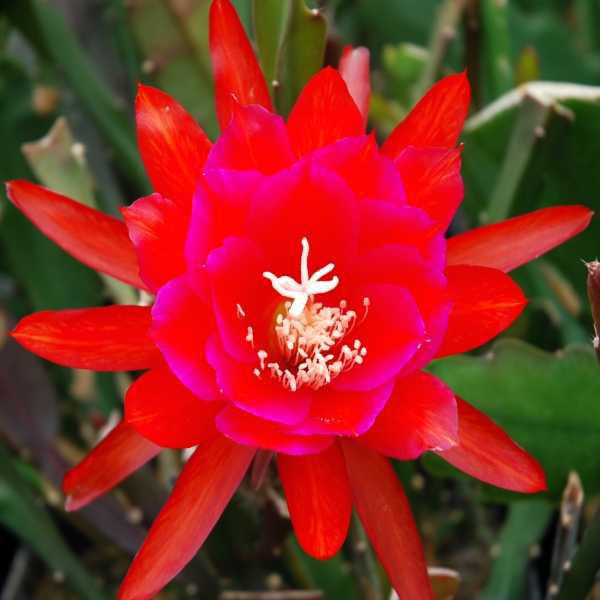 Blattkaktus Blüte