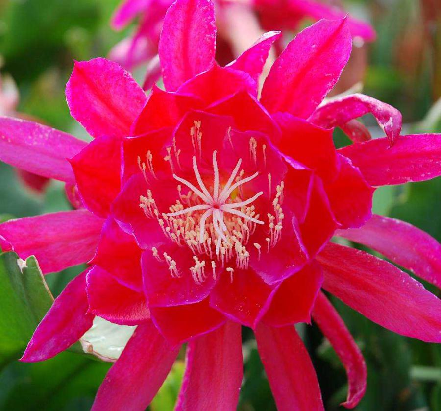 Blattkaktus Blüte
