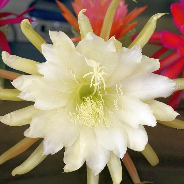 Blattkaktus Blüte