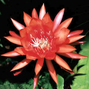 Blattkaktus Blüte
