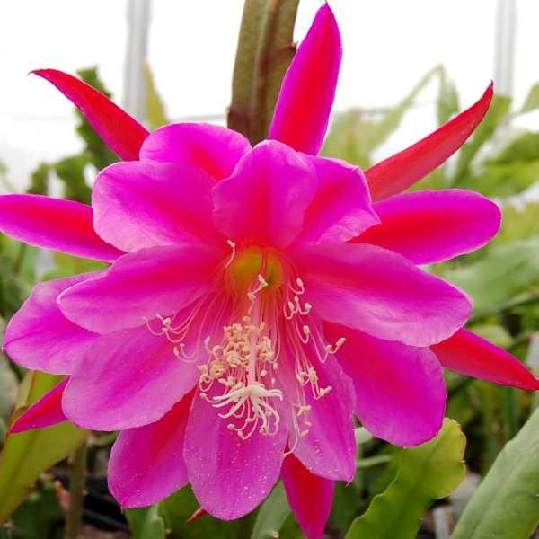 Blattkaktus Blüte