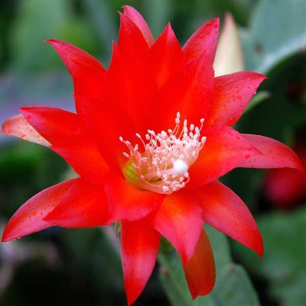 Blattkaktus Blüte