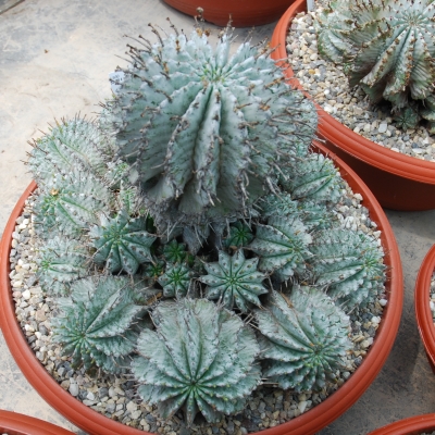 Euphorbia horrida alba