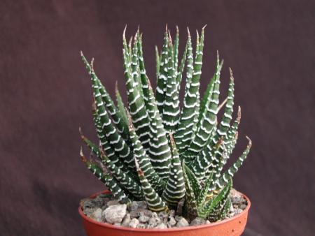 Haworthia attenuata v ceaspitosa