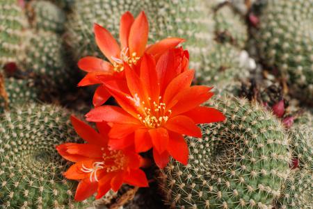 Rebutia sp.n. RW063-2