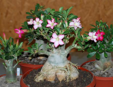 Adenium obesum