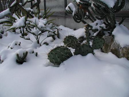 Winterharte Kakteen von Schnee bedeckt
