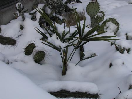 Winterharte Kakteen von Schnee bedeckt