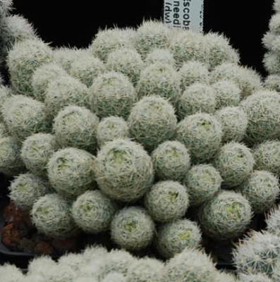 Escobaria sneedii
