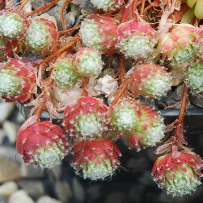 Sempervivum arachnoideum Hookeri