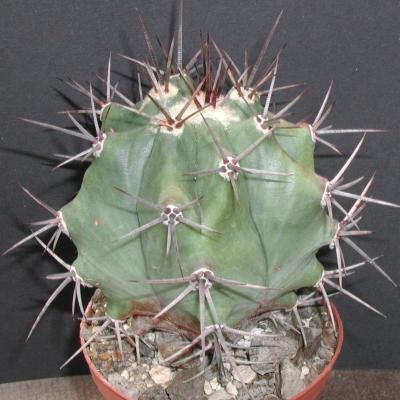 Echinocactus platyacanthus