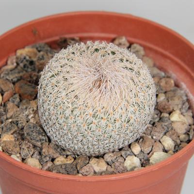 Epithelantha micromeris