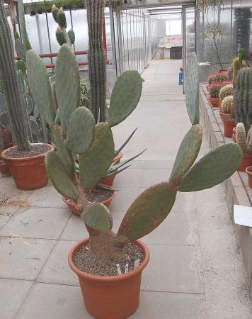 Opuntia ficus-indica