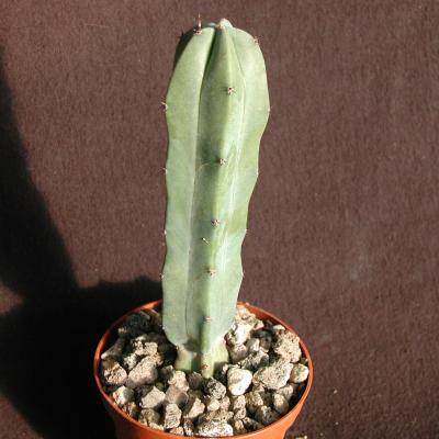 Myrtillocactus geometrizans