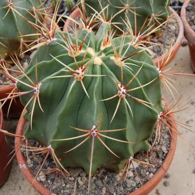 Ferocactus hytrix